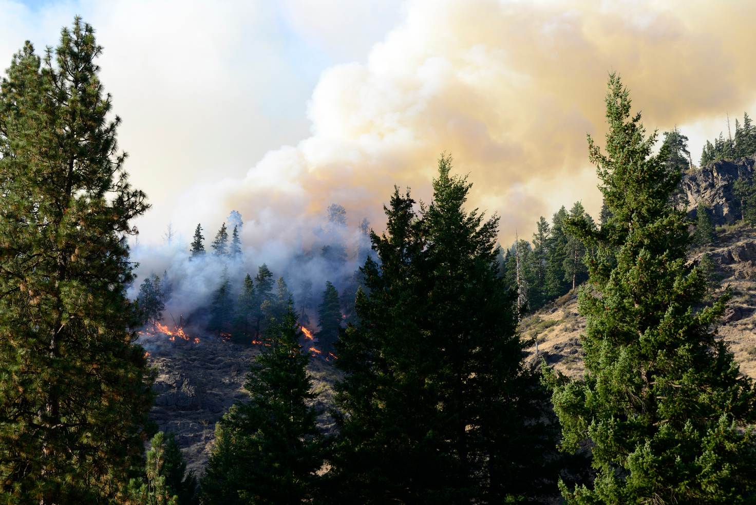 a large fire is burning in the forest near some trees